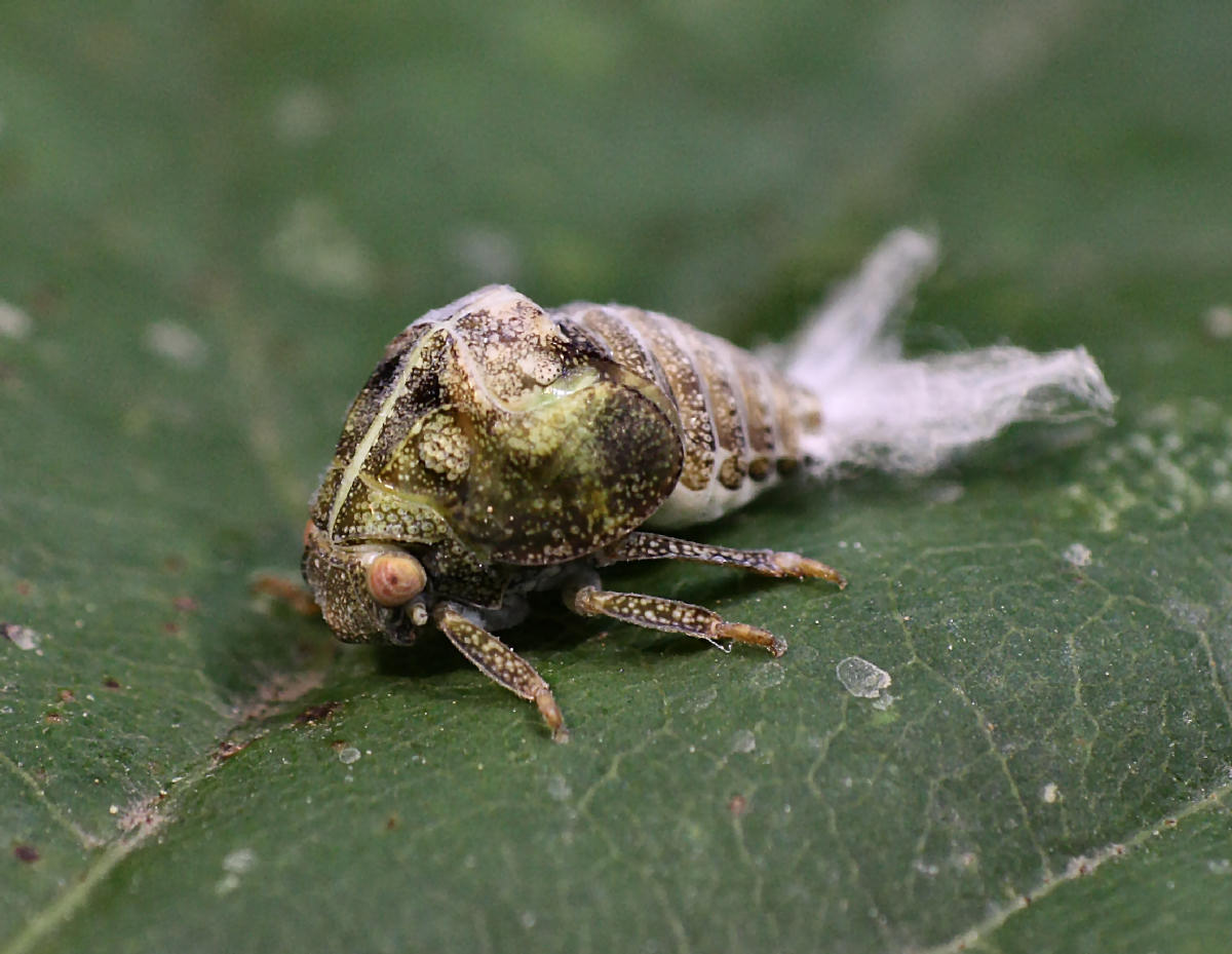 emittero piumoso da identificare: ninfe Acanalonia conica